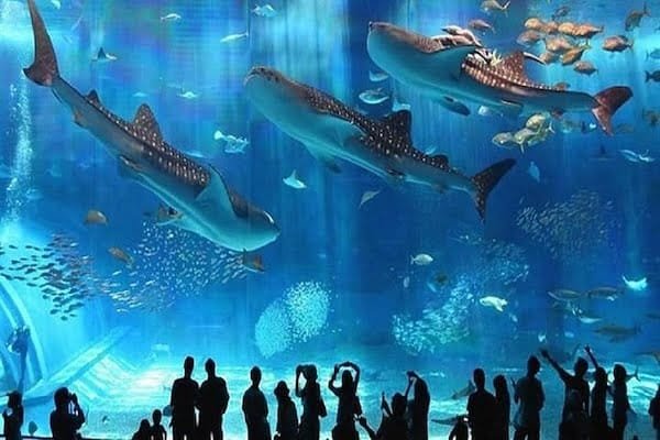 Hurghada Grand Aquarium Marine and Terrarium